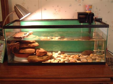 Red-Eared Slider (RES) | Turtle tank, Pet turtle, Pet turtle care