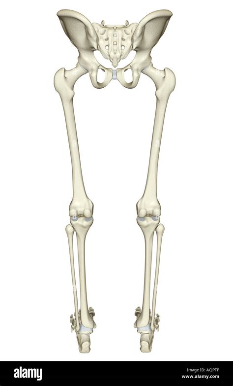 The bones of the lower body Stock Photo - Alamy