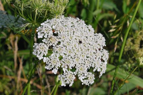 Wild-Carrot-11 | indie herbalist