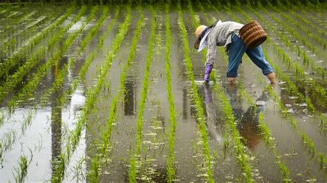 The future of rice farming in Japan | bilaterals.org