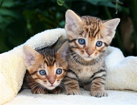 A Cute Gallery of Toyger Kittens