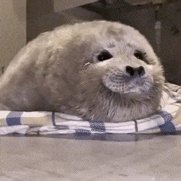 This incredibly fluffy baby seal : Eyebleach