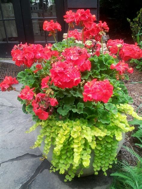 Geranium | Gardening: Containers - Full Sun | Pinterest