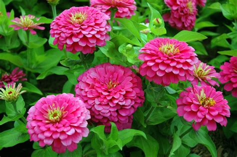 Growing Zinnia Plants: Tips On How To Plant Zinnias