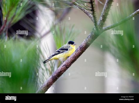 Lesser Goldfinch Male Stock Photo - Alamy