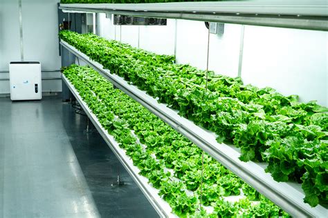 How Vertical Farming Reinvents Agriculture | Grow Pod Solutions