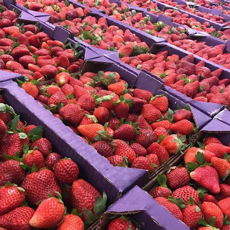 Flats of Strawberries from Parkesdale Farm at the Florida Strawberry ...