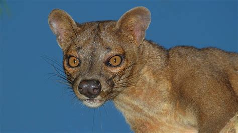 An extraordinary predator: The Fossa - MadaMagazine