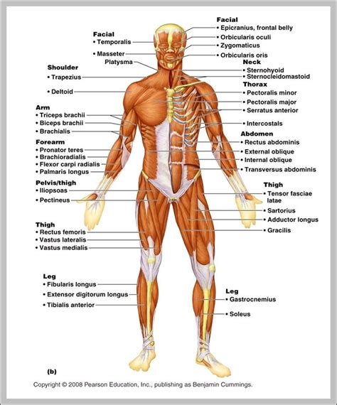 Arm Muscles Map - 11 04 04 Upper Limb Anatomy Kieran S Medical Notes ...