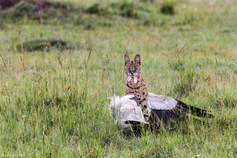 Serval - Africa Geographic