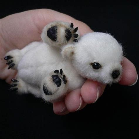 New born Polar bear, just to think he's gonna get sooooooooooo BIG | ANIMALS | Pinterest | Baby ...