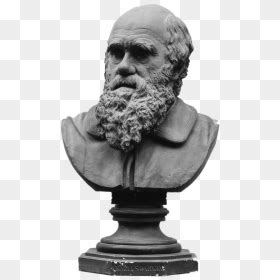 Bust Of Charles Darwin Clip Arts - Charles Darwin Transparent, HD Png Download - vhv