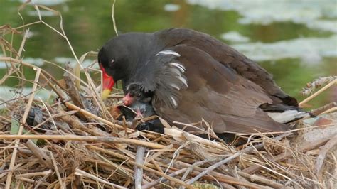 Moorhen Chicks - YouTube