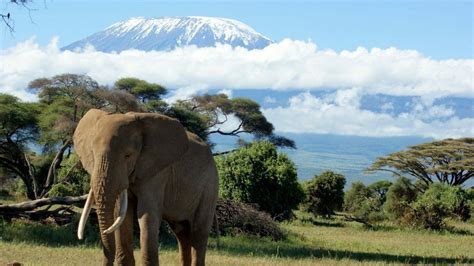 Mountain Kilimanjaro Wallpapers Images Photos Pictures Backgrounds