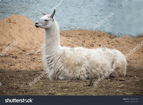 Llama Lama South American Mammal Camel Stock Photo 1484905460 | Shutterstock