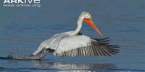 Drama in Dalmatian Pelican conservation - The Dodo