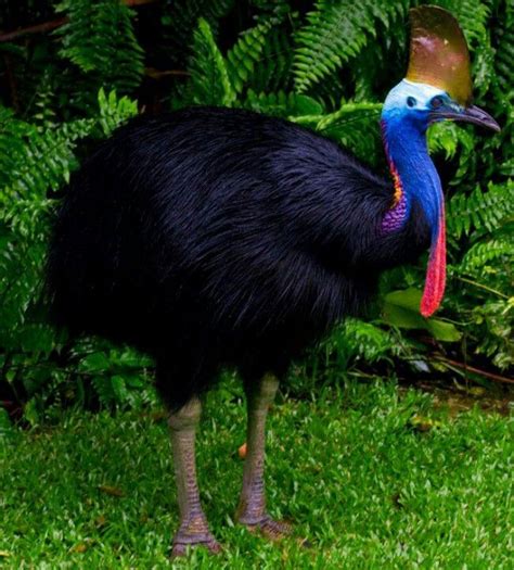 Cassowary | Cassowary bird, Australia animals, Emu bird