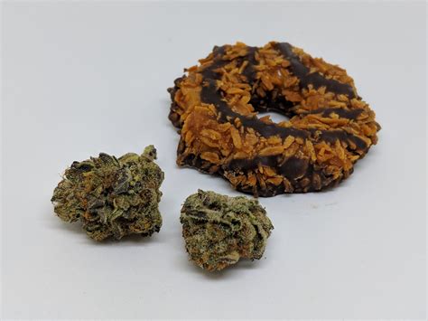 Girl Scout Cookies — Strain Review — Feb 2018 – Daily C – Medium