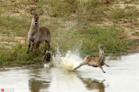 野狗、鳄鱼、河马，羚羊三次逃脱被吃_手机凤凰网