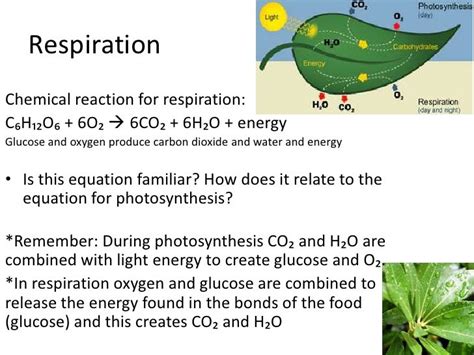 Plant processes respiration