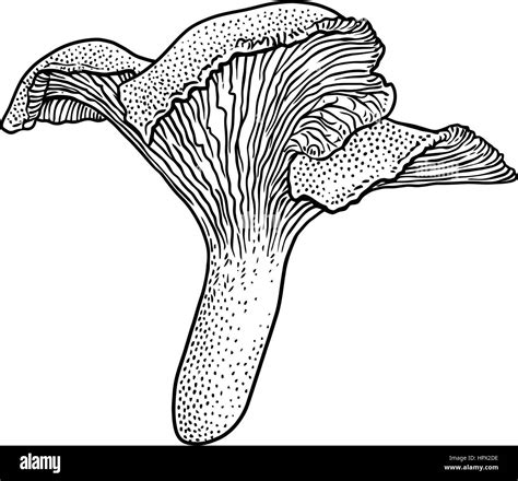 11+ Chanterelle Mushroom Drawing - BobbiBrianna