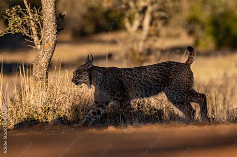 Very rare, Endangered, Iberian lynx, LInce iberico, Lynx pardinus, wild cat endemic to Iberian ...