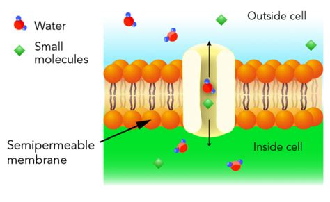 Osmosis and Its Role in Human Biology and Health - Let's Talk Science