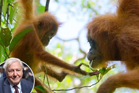 David Attenborough's new Netflix documentary trailer for Our Planet ...