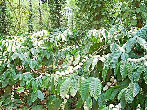 Robusta Coffee Plant | Coorg Planter's Diary