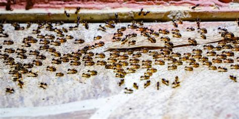 What Causes Ants In Your House And What To Do About It?