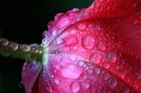 Free Images : nature, blossom, dew, flower, petal, bloom, raindrop, wet, red, color, colorful ...
