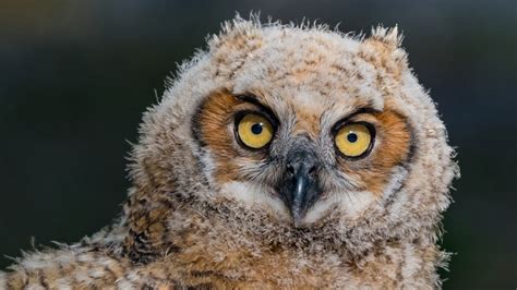 Nikon D850 Meets Great Horned Owl and Owlets - Sigma 500MM F4 ...