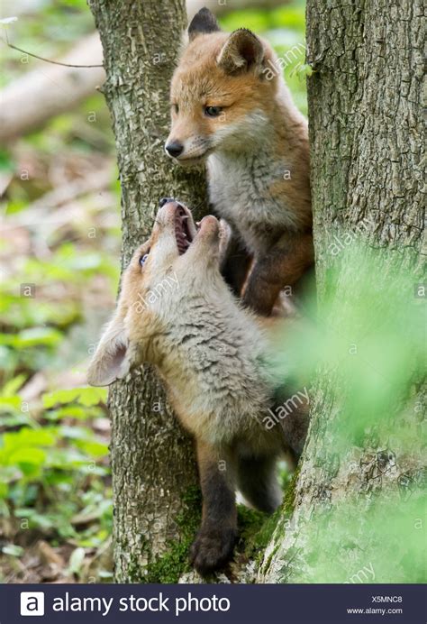 Red Fox Pups Playing High Resolution Stock Photography and Images - Alamy