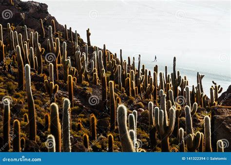 Cactus Island in the Bolivian Salt Flat of Uyuni Stock Photo - Image of ...