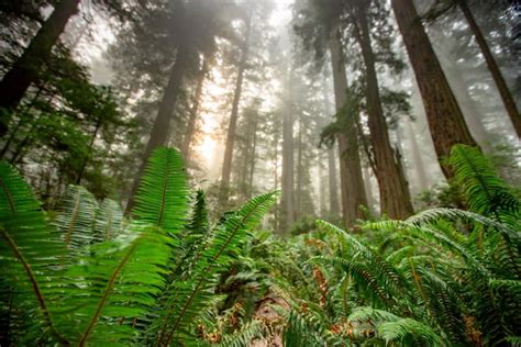 12 FASCINATING Facts About Redwood National Park to Know