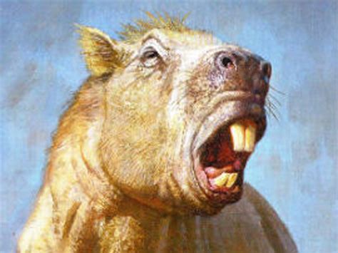 Biggest ever rodent was a huge guinea pig with strong, tusk-like teeth ...