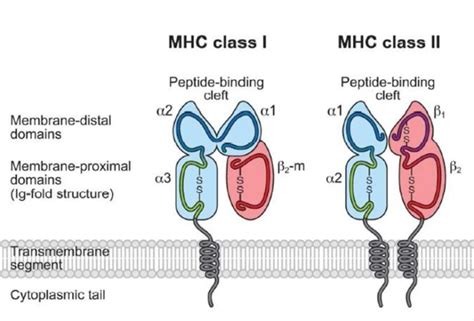 The major histocompatibility complex (MHC): Types, their structure and ...