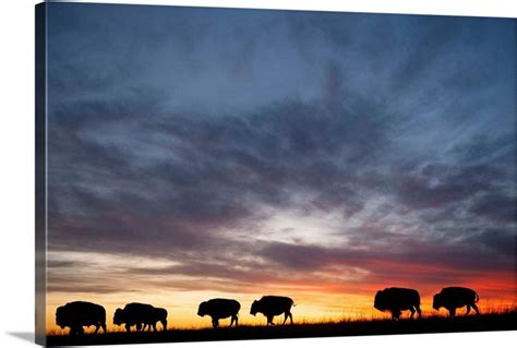 A silhouette of a herd of bison | Great Big Canvas