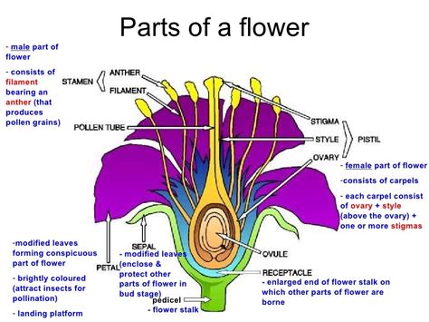 Chapter 16 Reproduction in Plants Lesson 1 - Types of reproduction in…