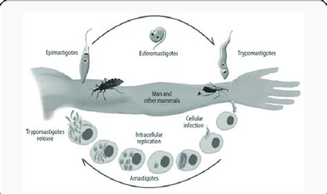 Lifecycle of T. cruzi. | Download Scientific Diagram