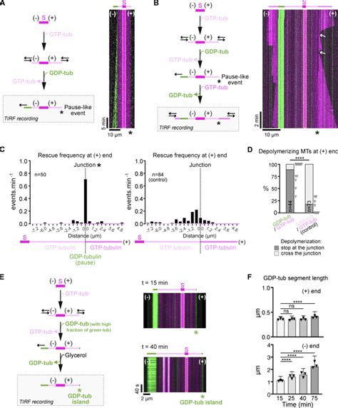 GDP-tubulin island stops shrinkage at the plus-end of GTP-tubulin-grown... | Download Scientific ...