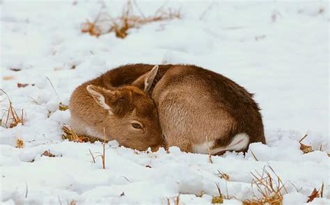 Where Do Deer Sleep in the Winter? (Here's the Answer!)