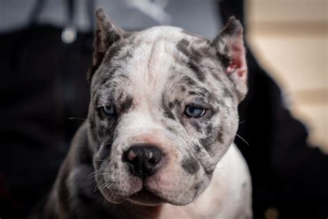 Pocket Bully Puppies for Sale | Pocket Bully