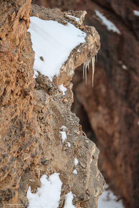 The Snow Leopard is brutally camouflaged !! : r/natureismetal