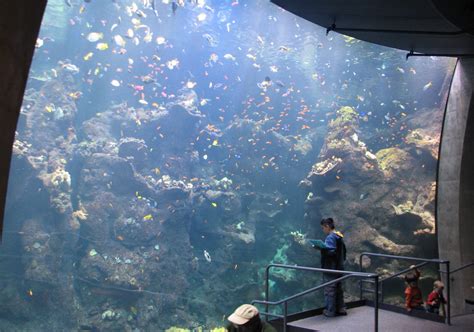 California Academy Of Sciences Exhibits Steinhart Aquarium - Aquarium Views