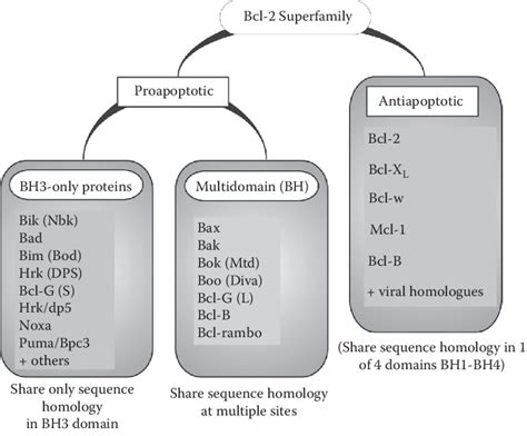 15 Members of the Bcl-2 superfamily as key regulators of mitochondrial ...