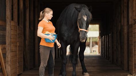 Bute (Phenylbutazone, Equi-bute®, VetriBute™) for Horses | Medication: PetMD | PetMD