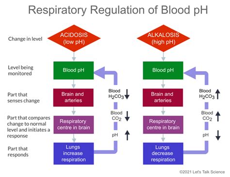 Introduction to Homeostasis and Regulation - Let's Talk Science