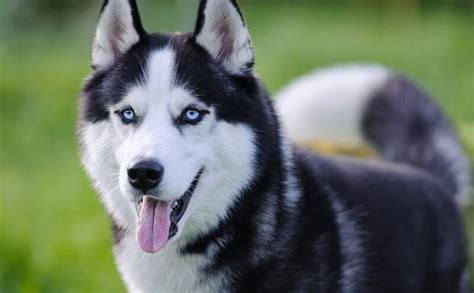 Chó Husky - Đặc điểm, giá bán và cách nuôi