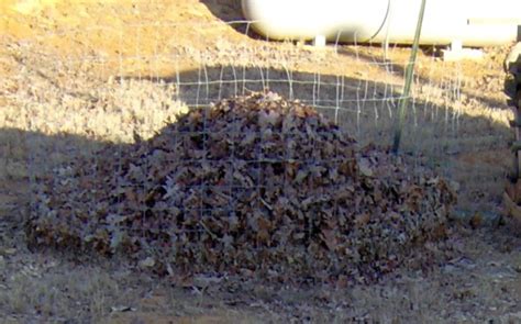 Composting Leaves – a quick guide